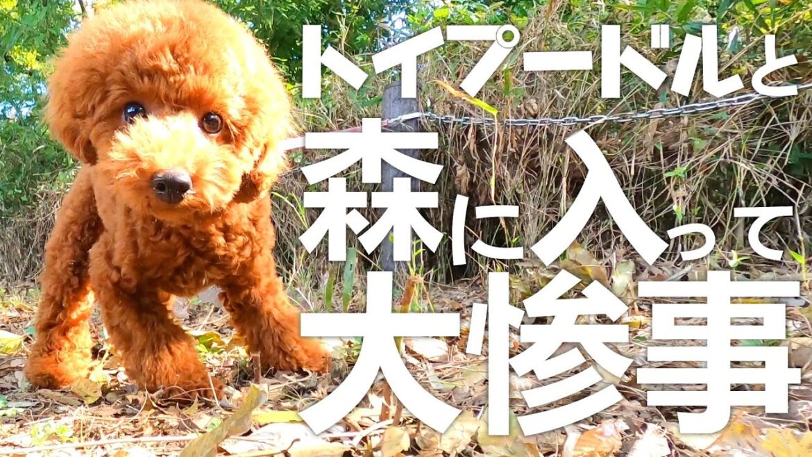 【過去動画復活】トイプードルと森へ散歩したら大変なことになりました