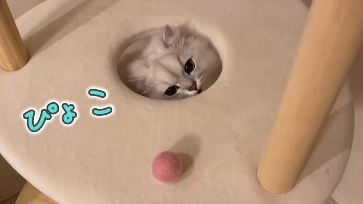 猫がキャットタワーに乗らなくなったのでボールで誘ってみると…