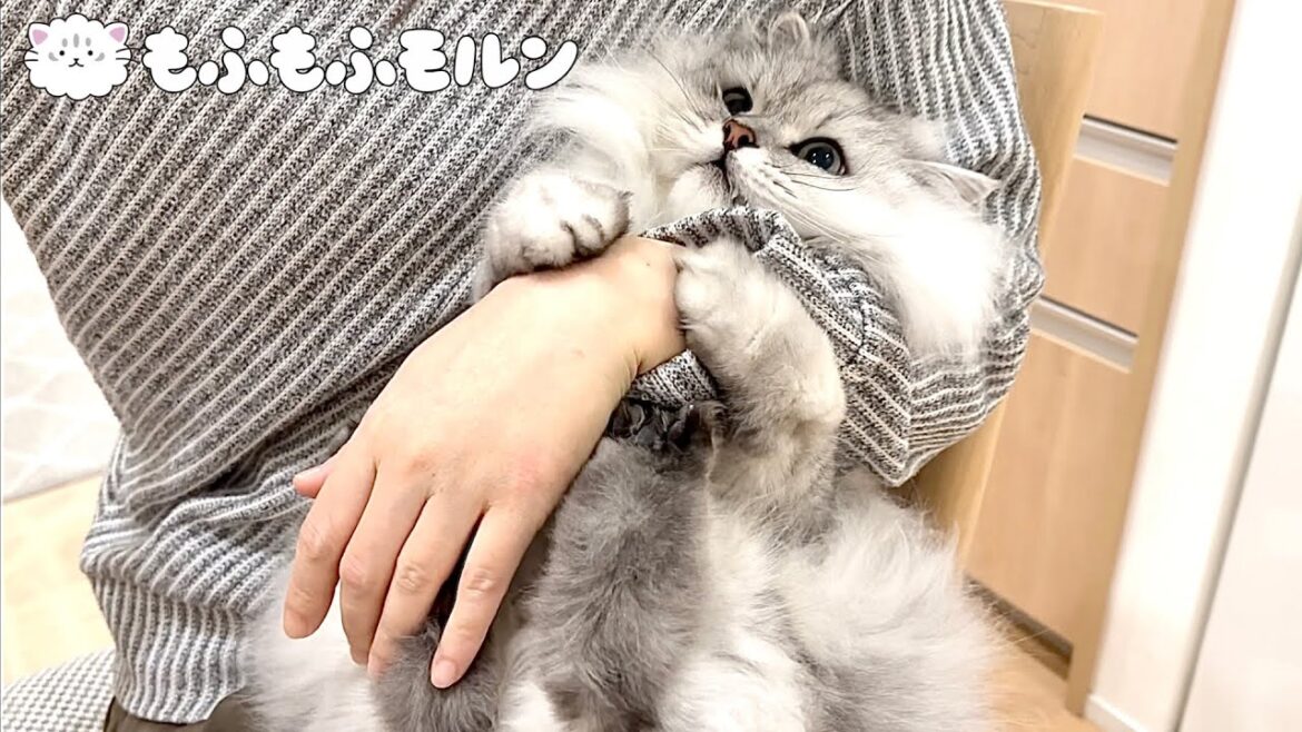猫の足裏バリカン問題がついに解決！？ 【サイベリアン】