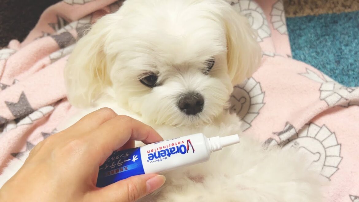 寝たふりでなんとか歯磨きを回避しようとする犬が姑息可愛い【マルチーズ】