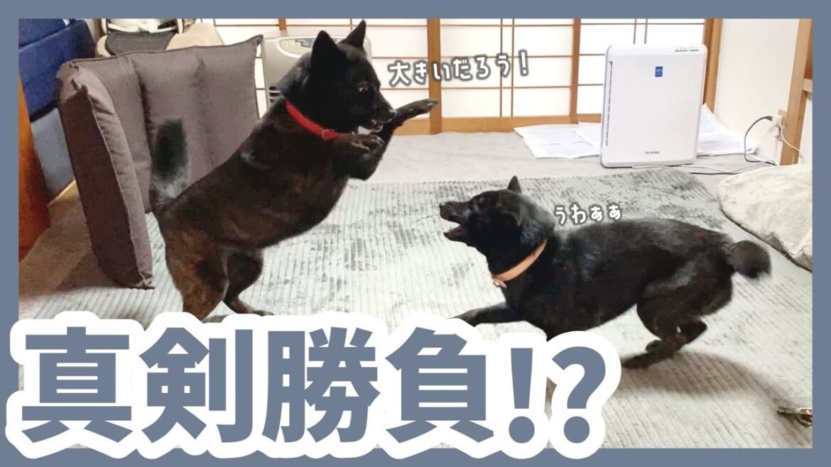 【甲斐犬】立ち上がって大きいフリをして闘う、体重10キロの小柄な甲斐犬カナコ