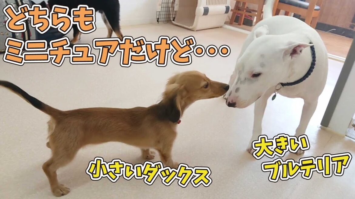 どちらもミニチュアだけど･･･小さいダックスに大きいブルテリア　🐶ひみつきちなう！#2🐶  (チワワ ミニチュアダックス ミニチュアブルテリア 柴犬 ビションフリーゼ マルチーズ) 2020年8月3日