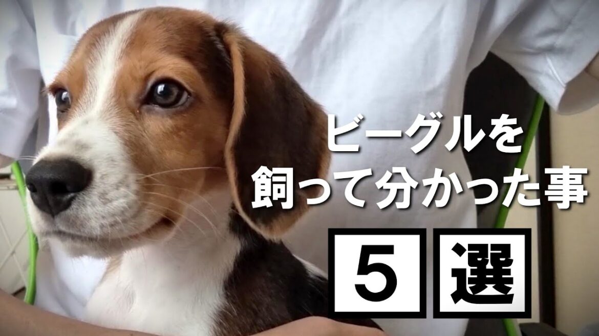ビーグルってどんな犬？見ればビーグルが絶対に好きになる動画