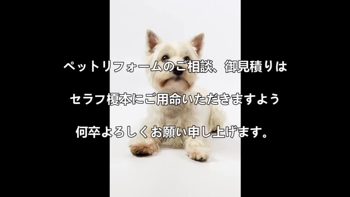 ウエスト・ハイランド・ホワイトテリア　ペットリフォームならセラフ榎本　愛犬家住宅　　関東