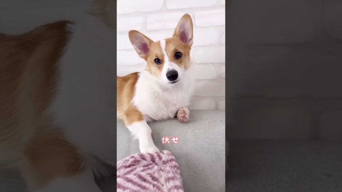 伏せてるのに伏せ！って言ってみた #コーギー #コーギー子犬 #ココちゃんファミリー #corgi