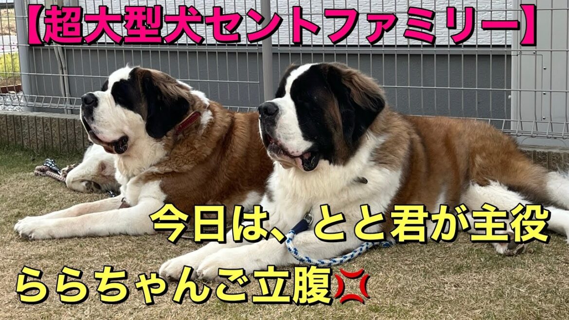 【超大型犬セントファミリー】お手おかわりを頑張る3人の後、今日はとと君が主役で、ららちゃんご立腹💢　700人達成クイズの答え付き