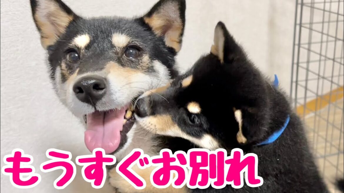 【柴犬 子犬】みんなで過ごすも残り少なくなってきた子犬たち