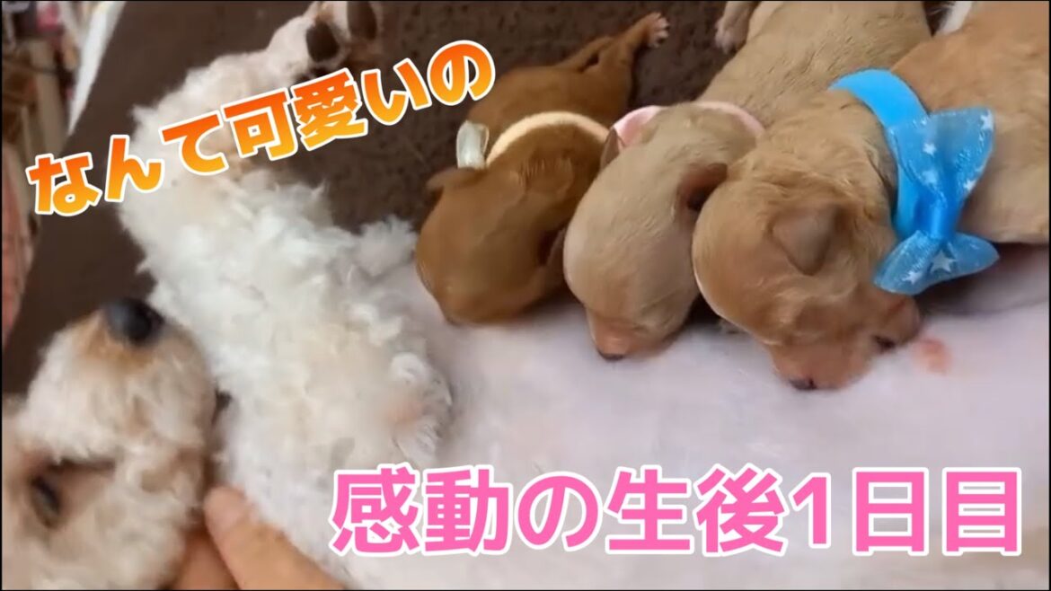 【感動の瞬間】トイプードルの初出産 新しい家族が生まれました! 【感動の瞬間】トイプードルの初出産 新しい家族が生まれました!