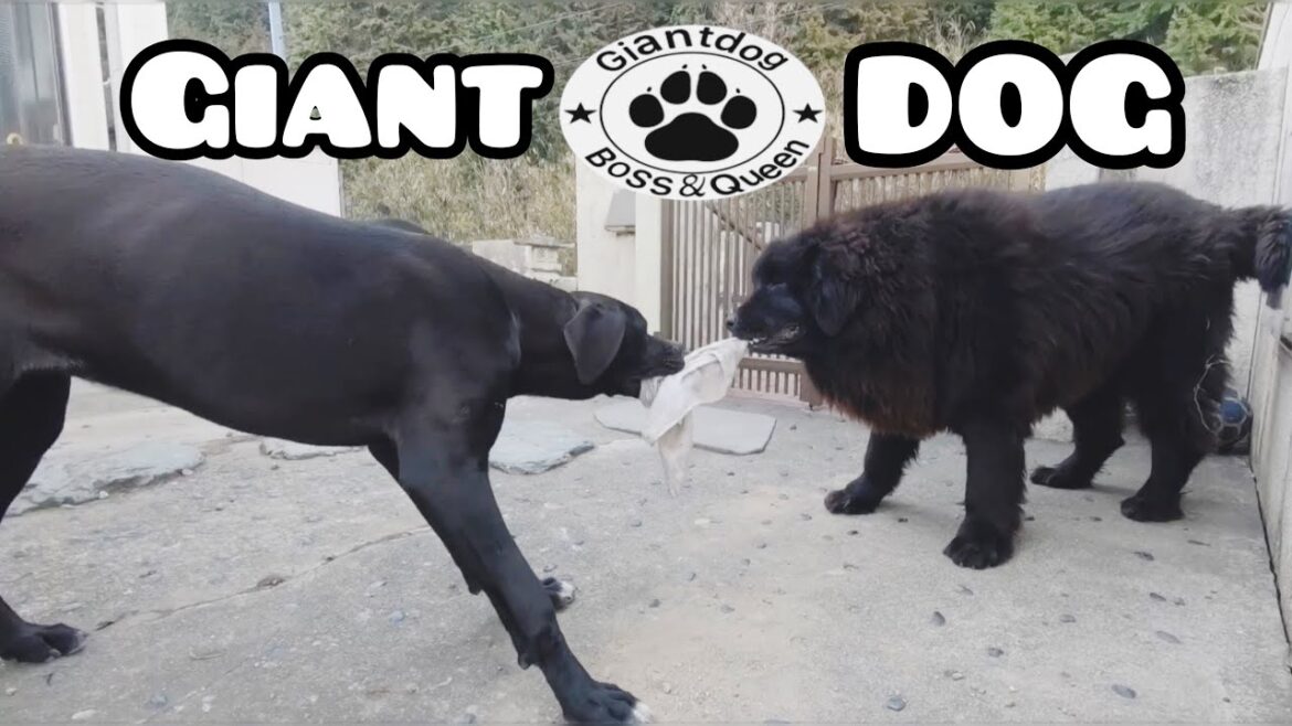 あなたは何犬？ 超大型犬 セレクション🐶 ニューファンドランド グレートデーン グレートピレニーズ セントバーナード アイリッシュウルフハンド レオンベルガー  バーニーズマウンテンドッグ