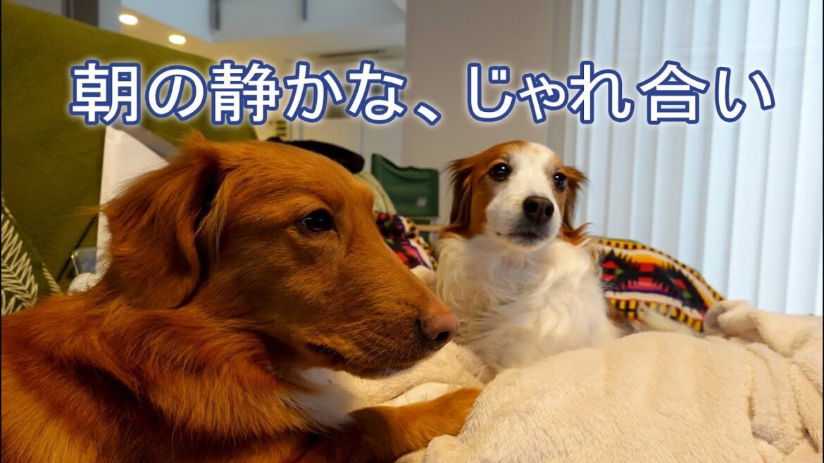 朝の静かな、じゃれ合い♪コーイケルホンディエのテラとノヴァスコシアダックトーリングレトリバーのピコとの暮らし【多頭飼い】【レア犬】