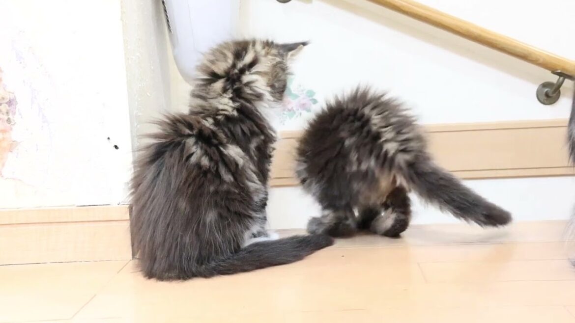 生後52日メインクーンの子猫達4