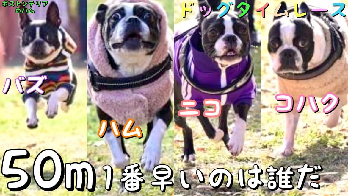 ボステリ徒競走!!ドッグタイムレースに参加してきました