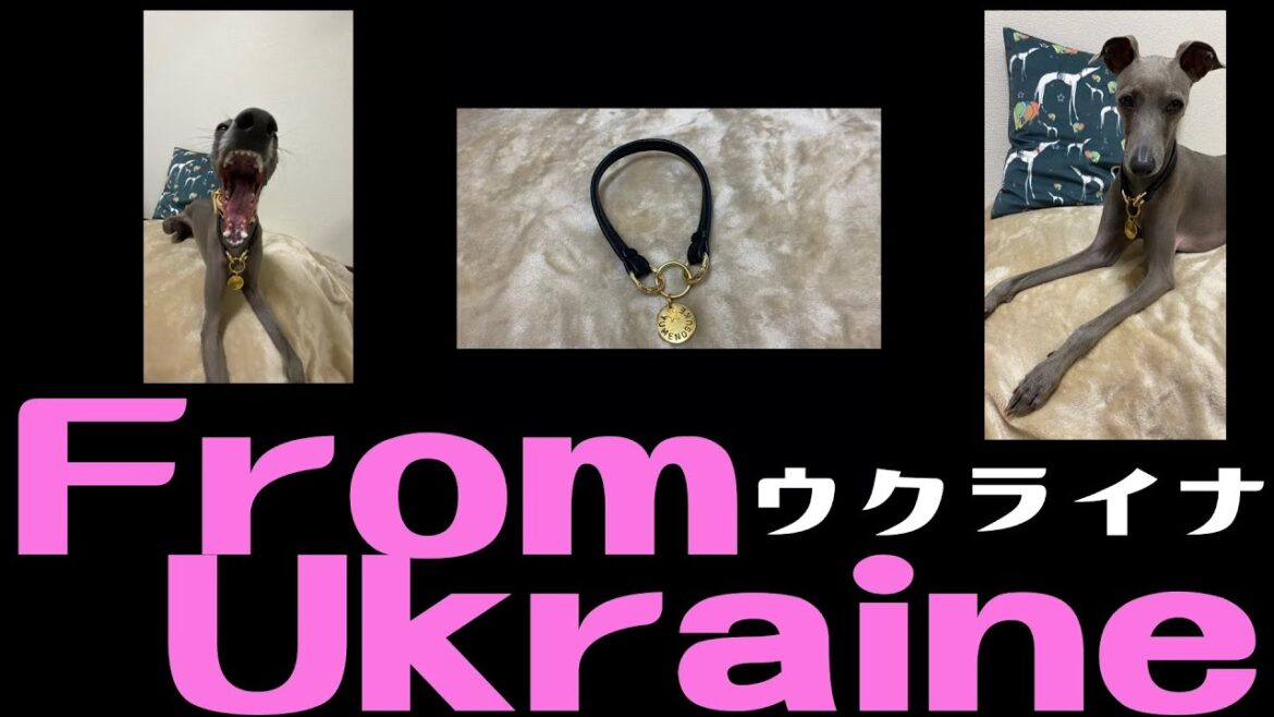 ウクライナからの届きもの！イタリアングレーハウンドの迷子札お取り寄せしました。 Name tag from Ukraine for my sweet Italiangreyhound.