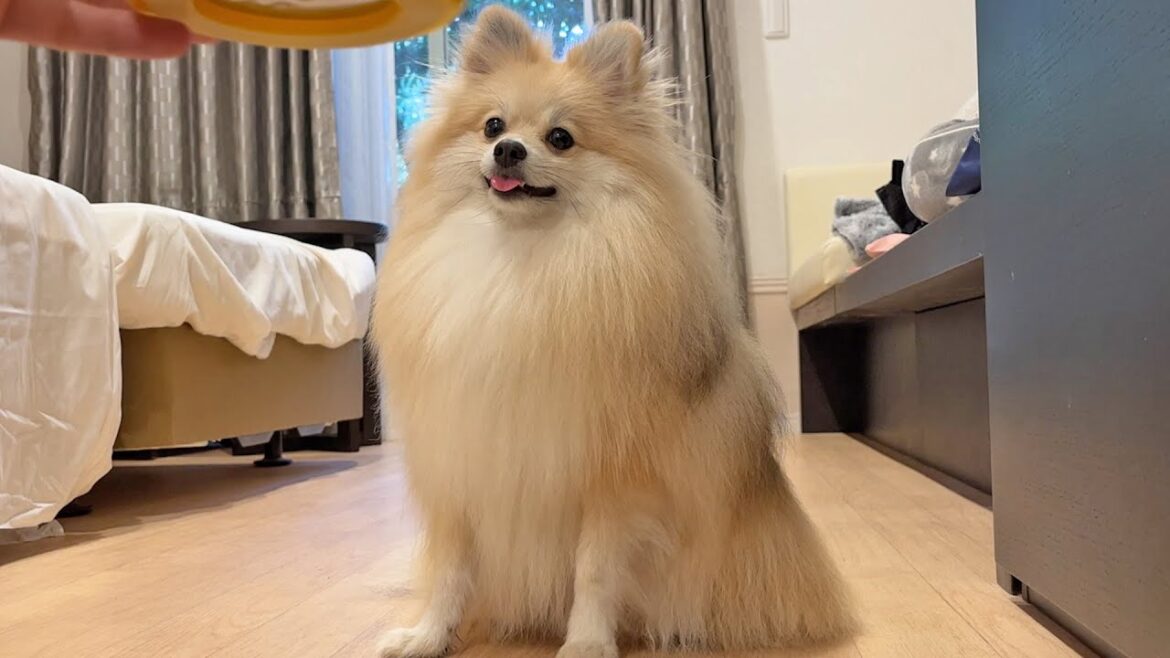 ドギーズアイランドとポメラニアン⑤