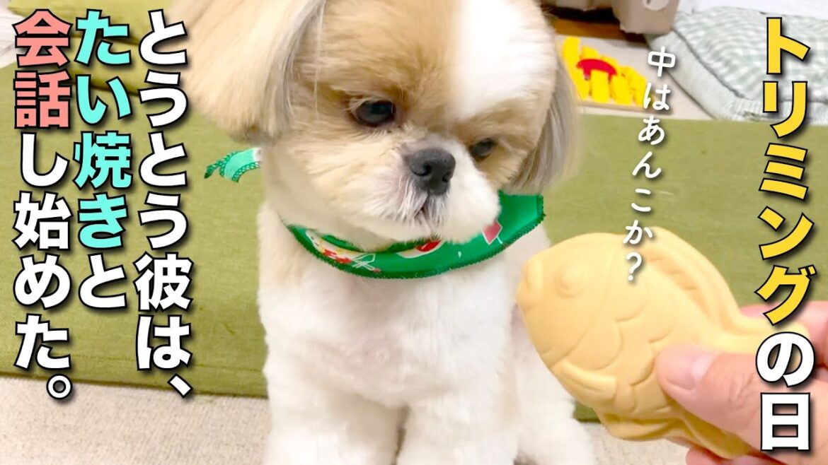 【シーズー】トリミングの日、彼はとうとう…たい焼きと会話し始めた w【179】 【シーズー】トリミングの日、彼はとうとう…たい焼きと会話し始めた w【179】
