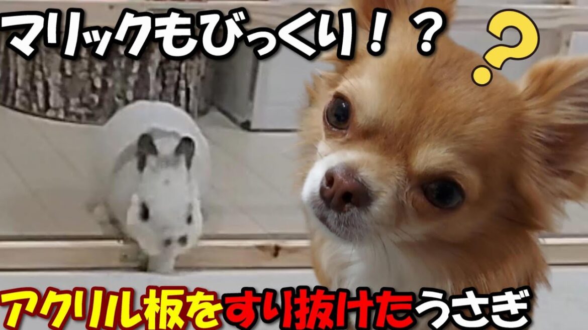驚愕！すりぬけちゃったウサギにチワワ唖然