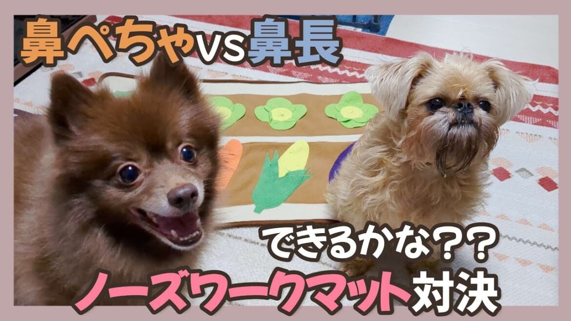 【犬の知育玩具】ノーズワークマットで鼻ぺちゃ犬と鼻長犬が勝負🔥 #ブリュッセルグリフォン #ポメラニアン