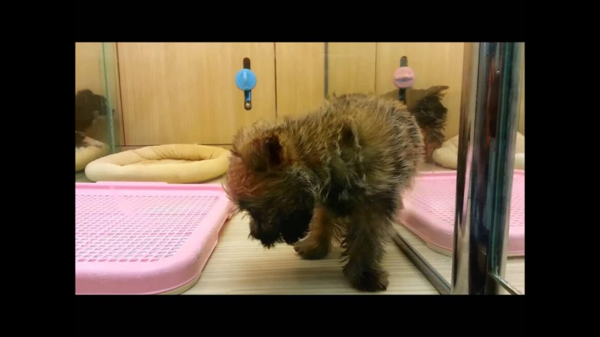 マルワン武蔵浦和店　ケアーンテリア♂2014年06月30日生まれ　ウィートン