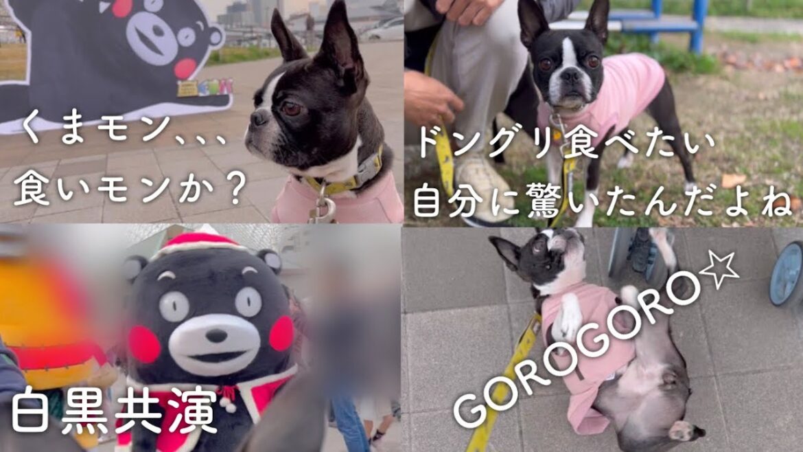 くまモンに会えて嬉しかったのかテンション上がりっぱなしの犬【ボストンテリア】 くまモンに会えて嬉しかったのかテンション上がりっぱなしの犬【ボストンテリア】