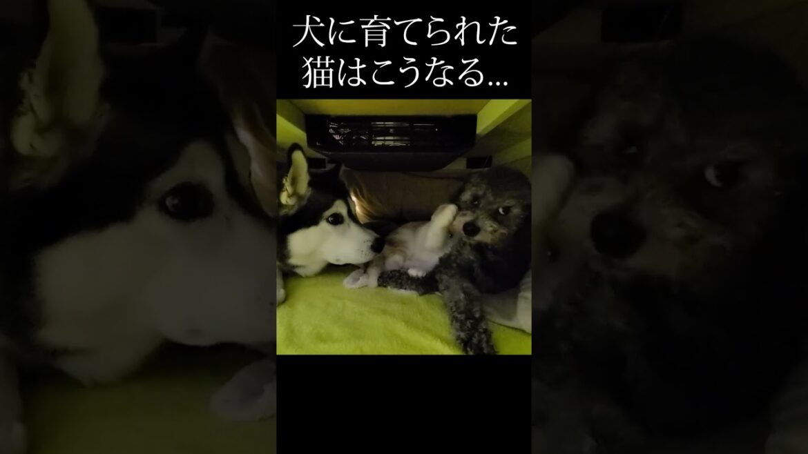 こたつの中をのぞいたら子猫が仕切ってた...笑#shorts