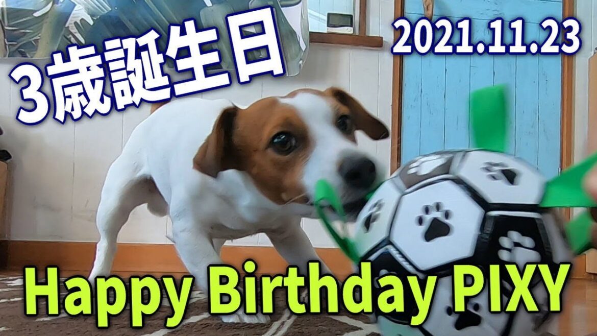 【犬 ジャックラッセルテリア】2021.11.23 ピクシー3歳の誕生日 Happy 3rd birthday Living with 🐶 【犬 ジャックラッセルテリア】2021.11.23 ピクシー3歳の誕生日 Happy 3rd birthday Living with 🐶