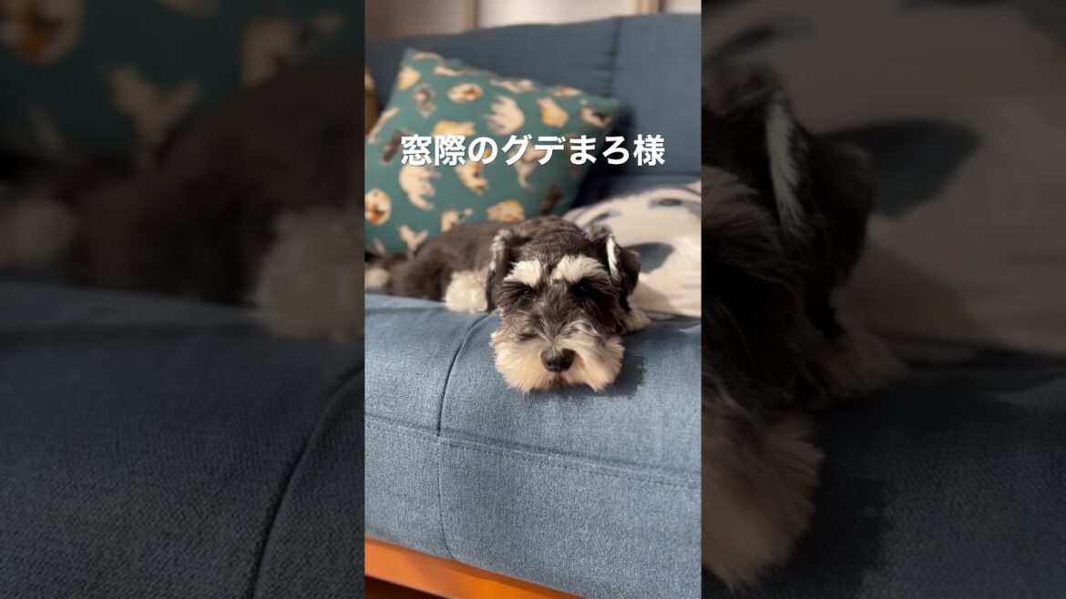 【お昼寝シュナウザー】窓際でとろけそうなミニチュアシュナウザー #shorts 【お昼寝シュナウザー】窓際でとろけそうなミニチュアシュナウザー #shorts