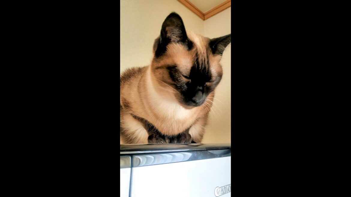 眠そうなシャム猫に接近したら不意を打って飛び付かれた😸 #Short