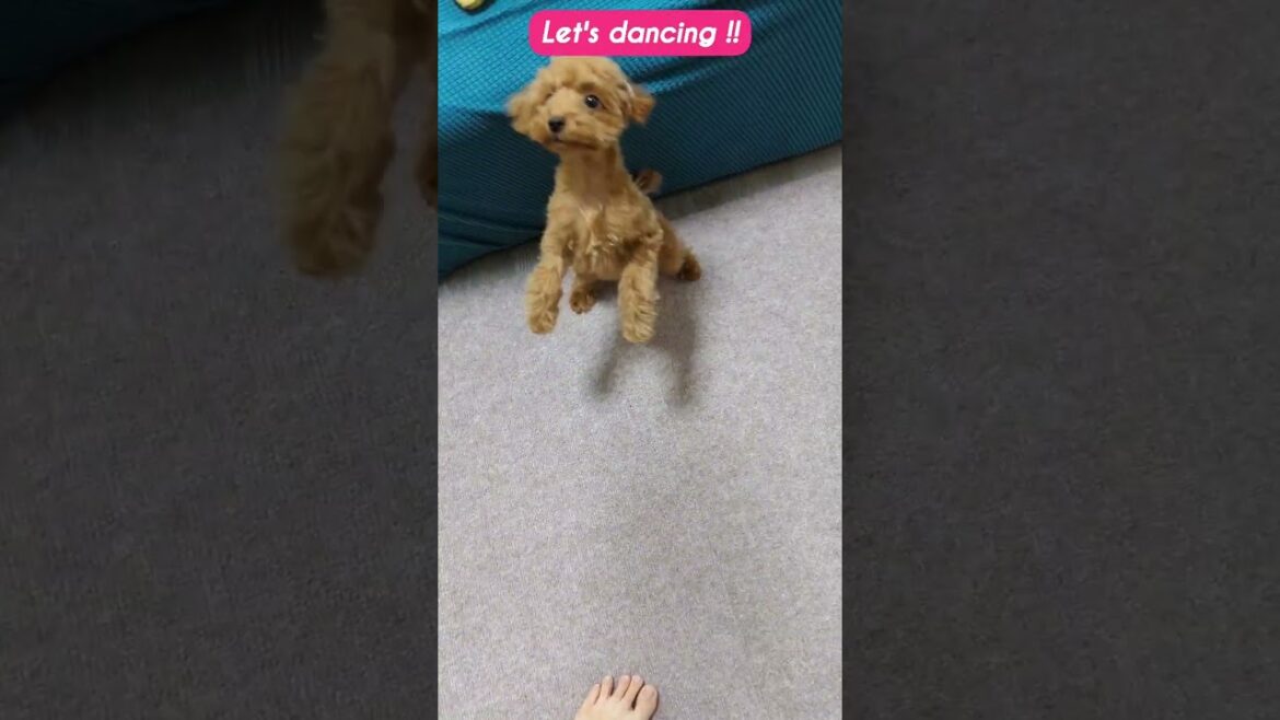 dancing dog♡ #ミニチュアピンシャー #トイプードル #犬 #楽しい #ダンス #shorts