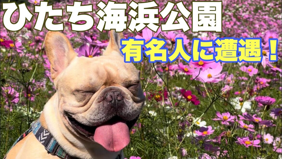 ひたち海浜公園に行ったら有名ブヒちゃん達に会えたよ！フレンチブルドッグのルーク【Luke VLOG #112】