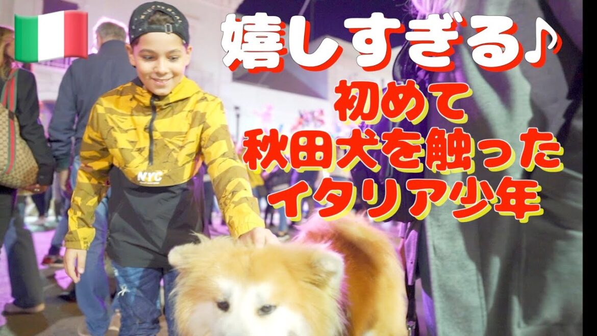 An Italian boy who is overjoyed to touch the Akita dog”SANGO”❤️