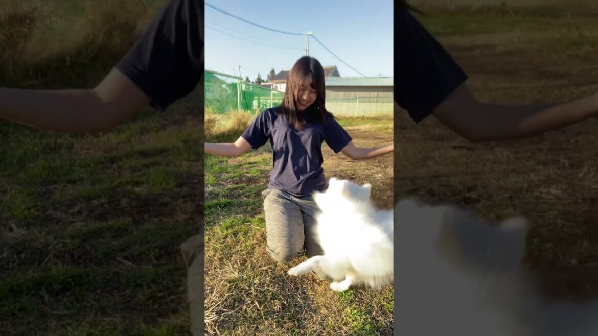 クルクル飼い主の周りを楽しそうに回る日本スピッツ#shorts #dog