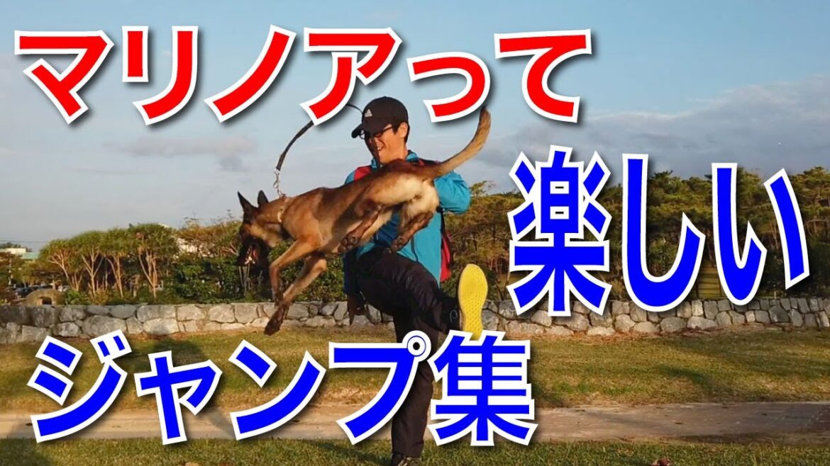 身体能力が凄い！忍者のようにジャンプするベルジアンシェパード・マリノア。