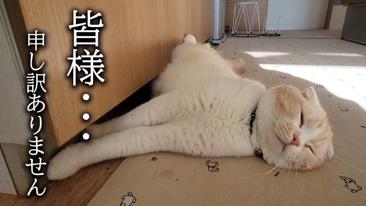 皆様、大変申し訳ございませんショックな事が起きて今日は無理です...