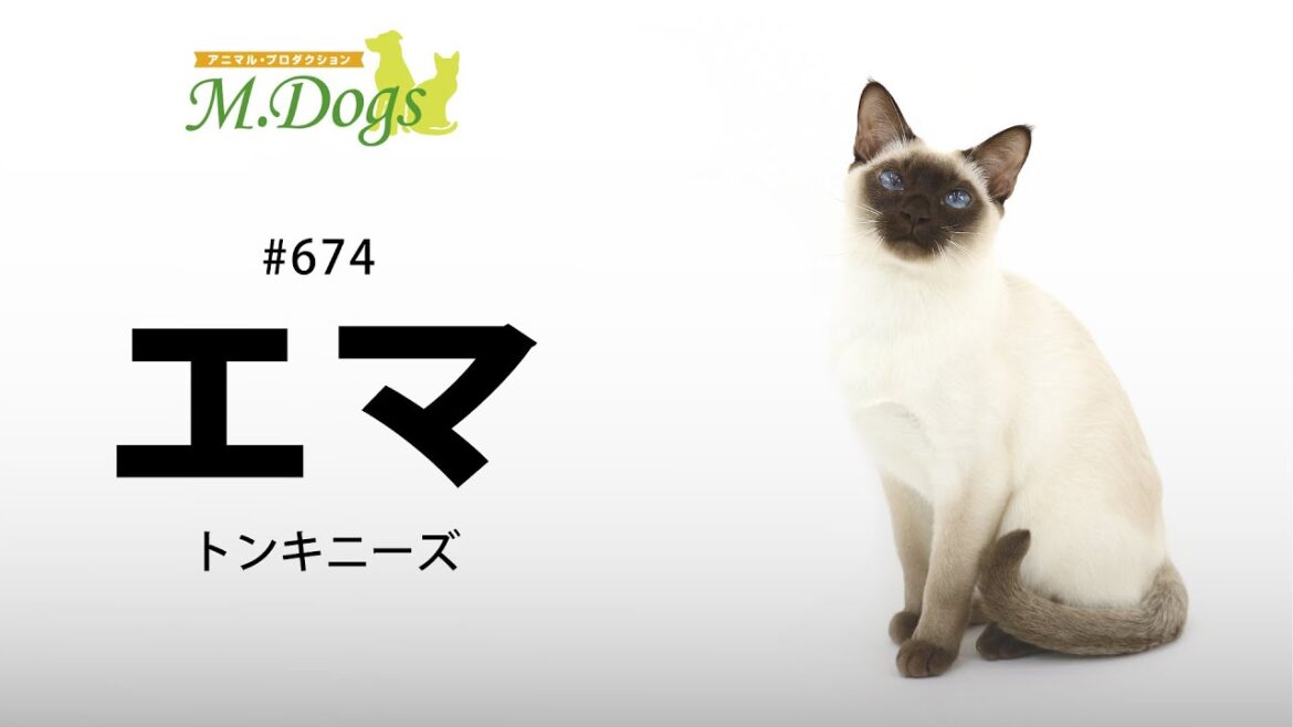 ペットモデル#674 トンキニーズ「エマ」