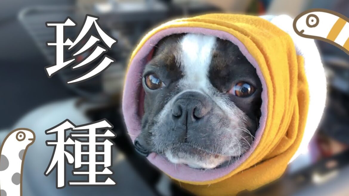 チンアナゴですか？いいえボストンテリアきいろです