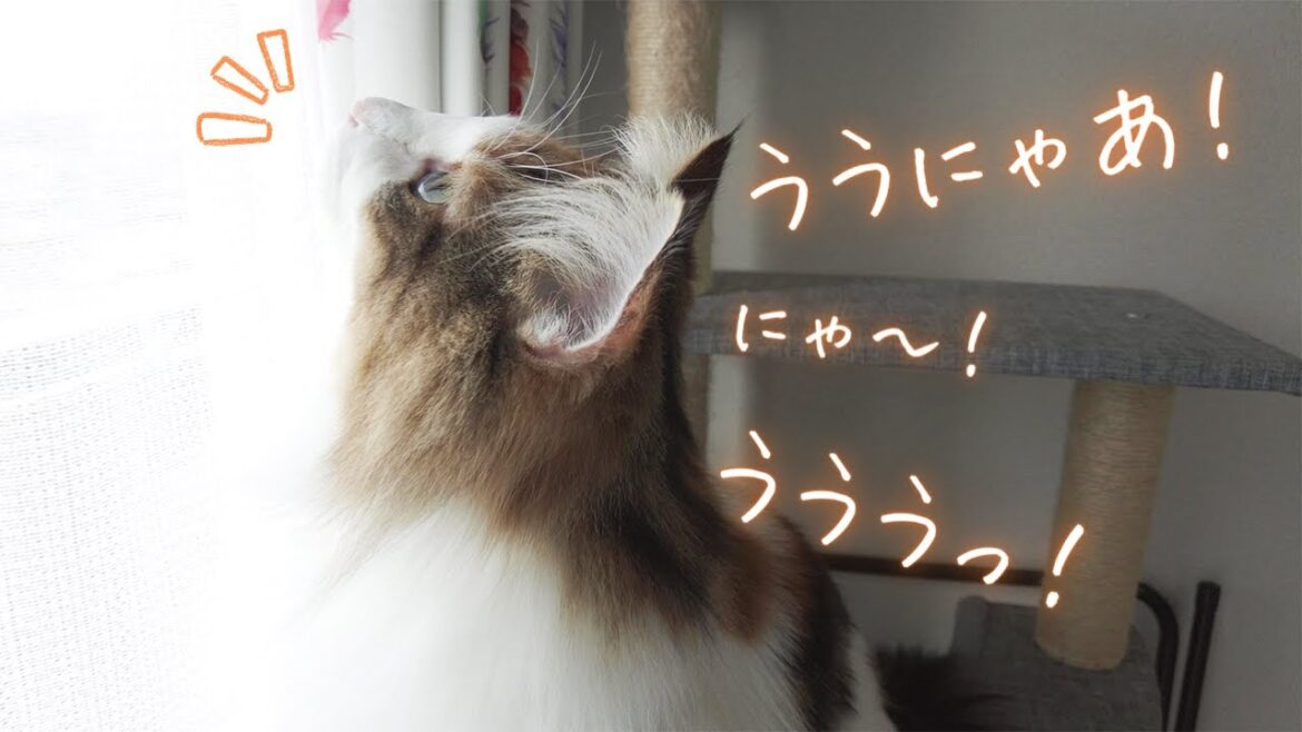 【かわいい】見えない何かを見つけて鳴いちゃう美人猫【ノルウェージャンフォレストキャット】 【かわいい】見えない何かを見つけて鳴いちゃう美人猫【ノルウェージャンフォレストキャット】