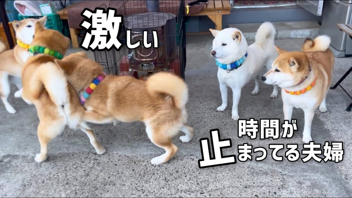 はしゃぐ子犬(巨)たちとゆっくり柴犬夫婦が人間家族みたいw