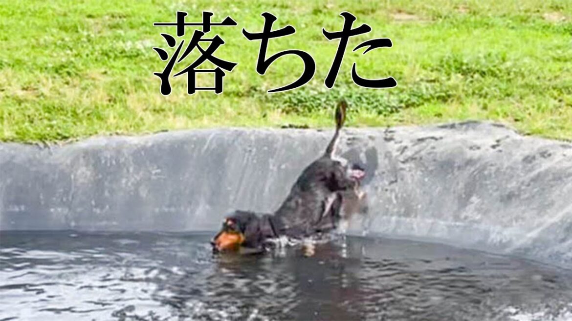 池のあるドッグランで愛犬が落ちて焦る飼い主と余裕なれおちwww【ダックスフンド】