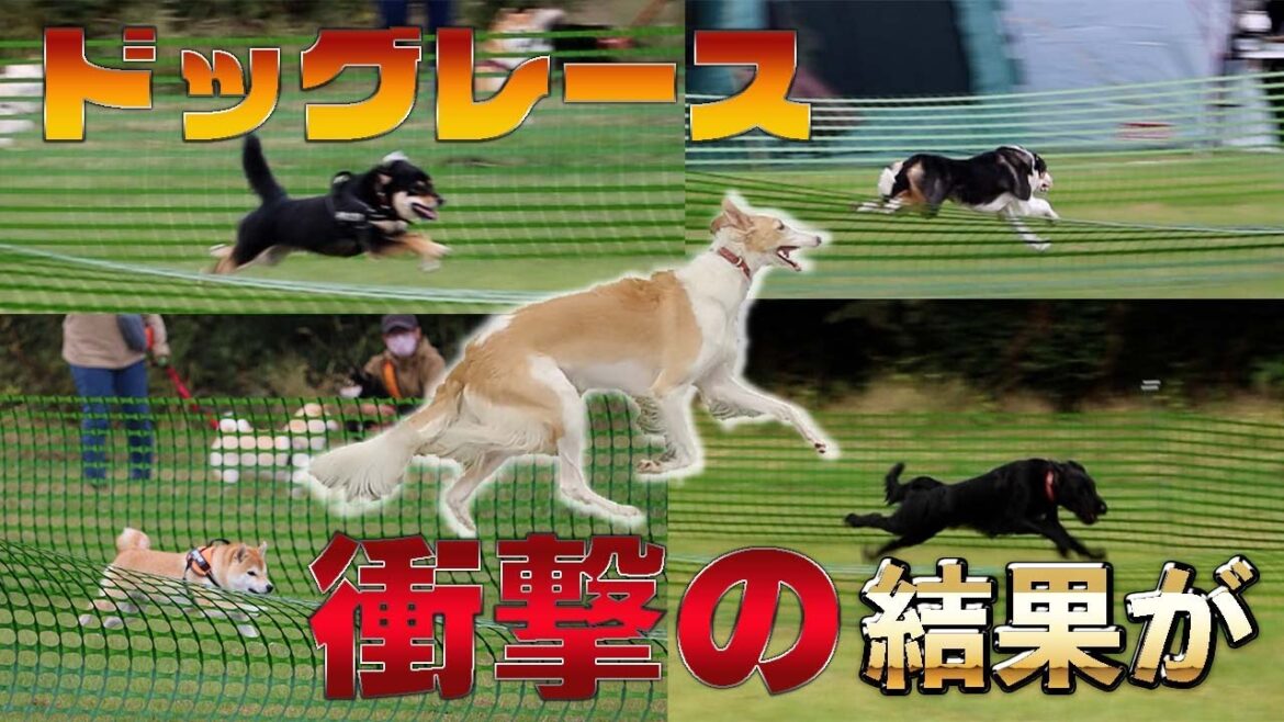 ドッグレースに初参加！！いろんなワンちゃん登場で意外に速かった犬種も【ボルゾイ】【大型犬】前編