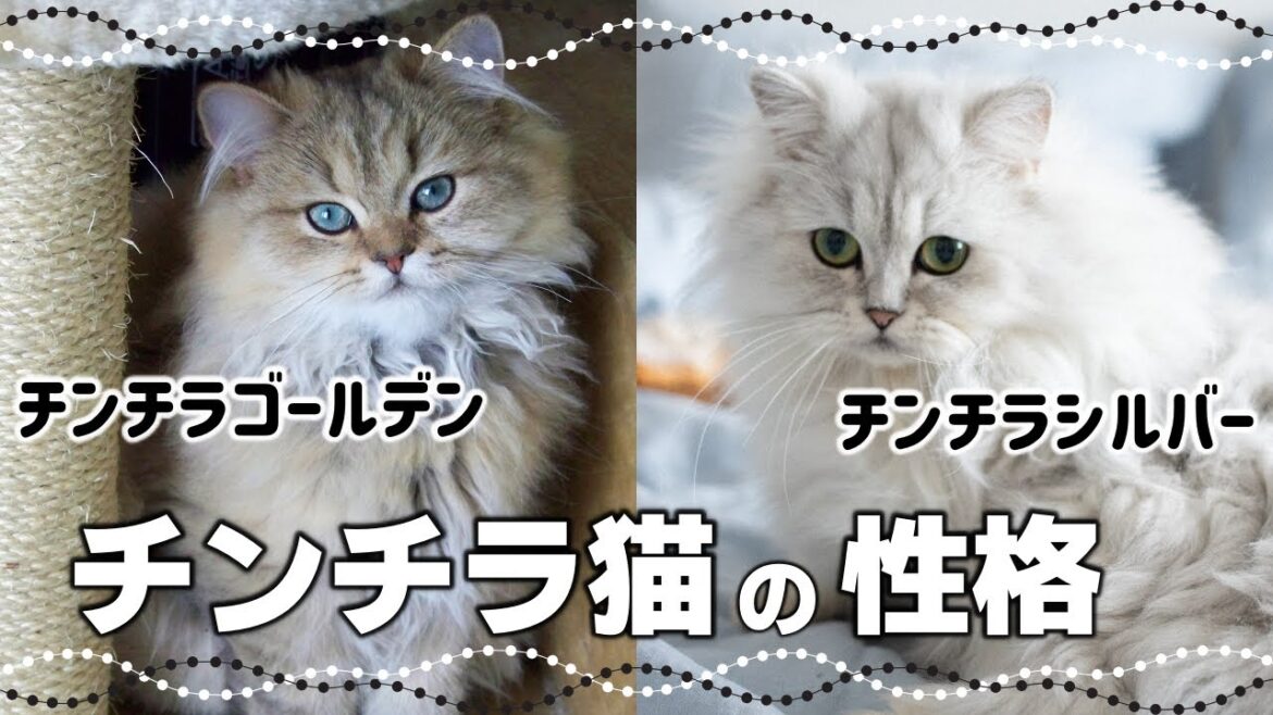 【ペルシャ猫】長毛種特有の毛柄チンチラとは|毛色で分かる猫の性格 【ペルシャ猫】長毛種特有の毛柄チンチラとは|毛色で分かる猫の性格
