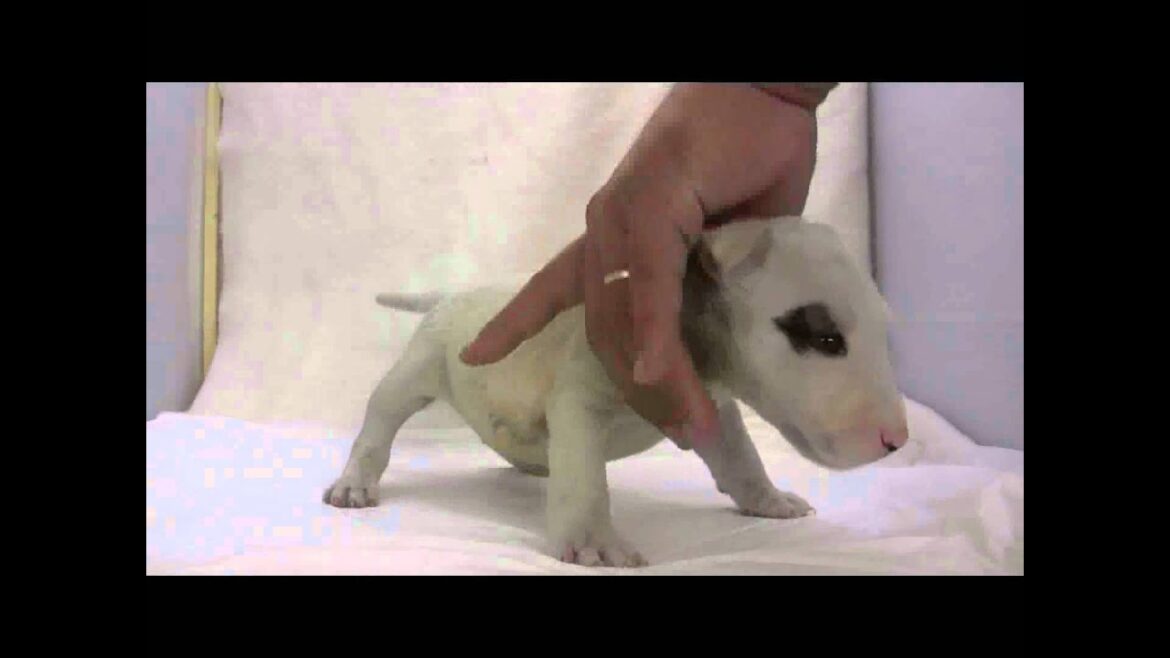 ミニチュアブルテリアの子犬06