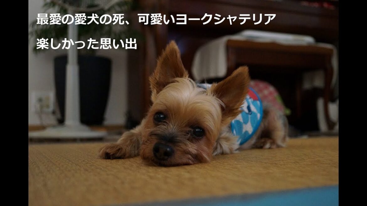最愛の愛犬の死、ヨークシャテリア「あっちゃん」との１２年間の思い出