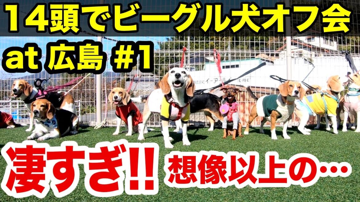 集団ビーグル犬の本気が想像を遥かに超え凄すぎたw 広島オフ会第１話