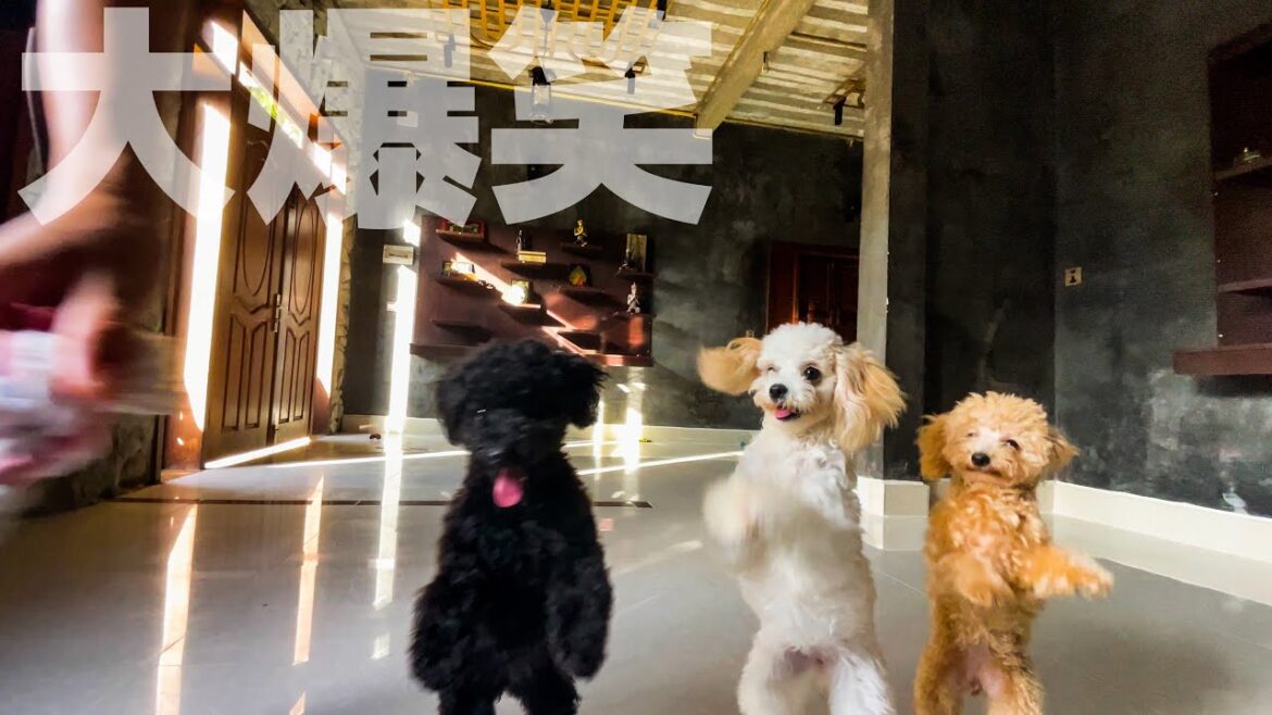 【大爆笑】マッタリと3匹のトイプードル達と遊んでたら大爆笑させられました