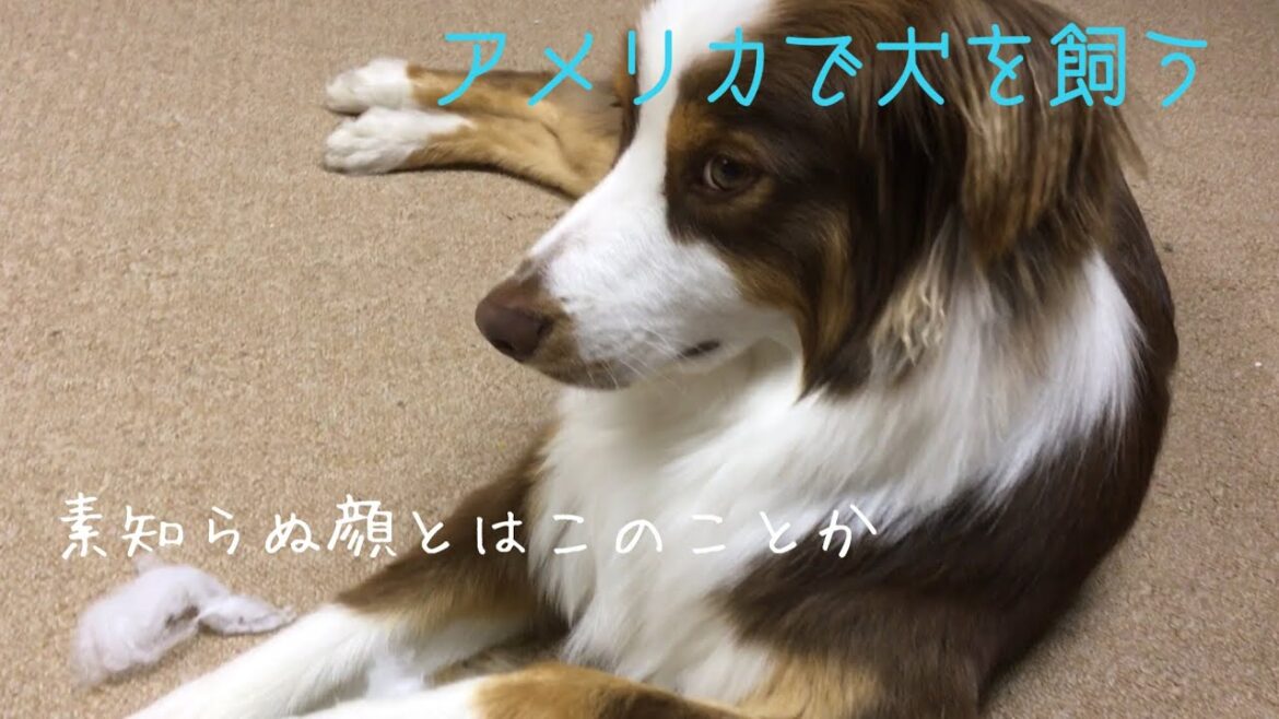 【オーストラリアン・シェパード】いたずらがバレて叱られるとこうなります | Australian Shepherd has funny face when his prank found out. 【オーストラリアン・シェパード】いたずらがバレて叱られるとこうなります | Australian Shepherd has funny face when his prank found out.