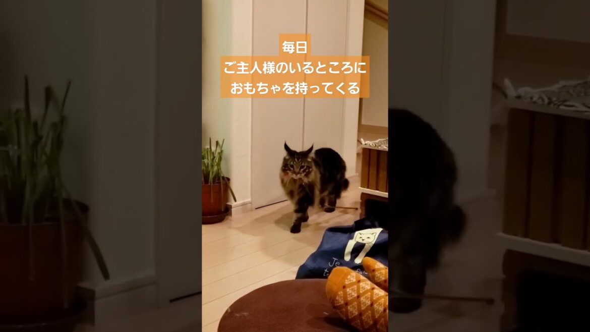 【メインクーン】遊んで欲しい時に猫が取る行動【Maine coon】