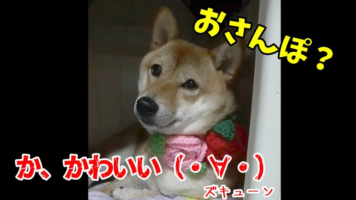 【柴犬】急に可愛くなる柴犬　アフレコ　#shorts