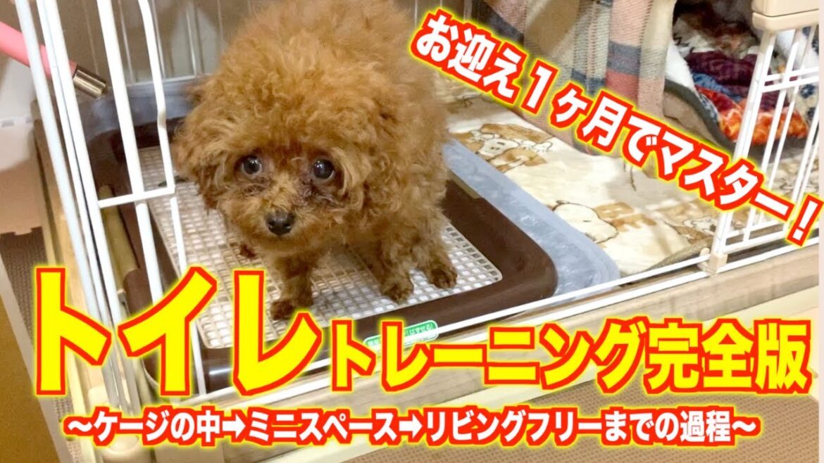 【トイレトレーニング】トイプードルの子犬お迎えから1ヶ月でフリー成功!最短でできるようになったやり方 【トイレトレーニング】トイプードルの子犬お迎えから1ヶ月でフリー成功!最短でできるようになったやり方