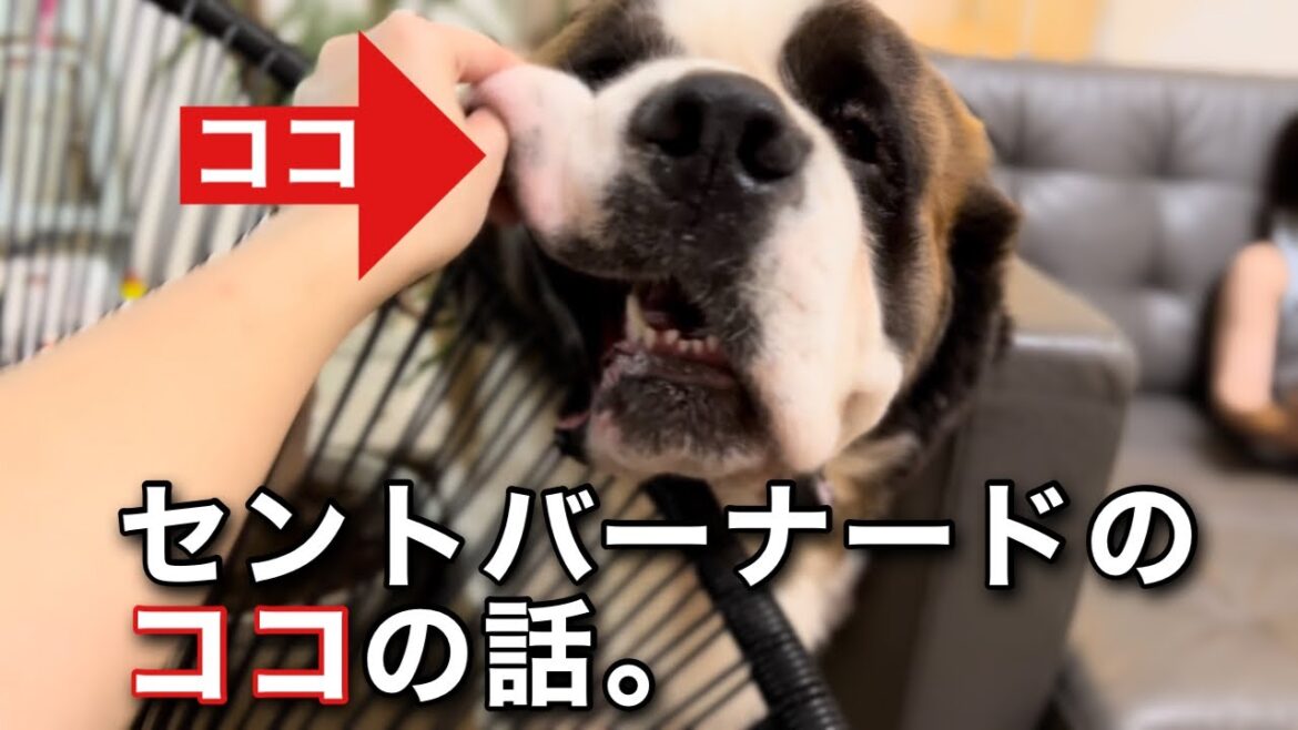 ブルブルすると変な音が鳴る超大型犬セントバーナード