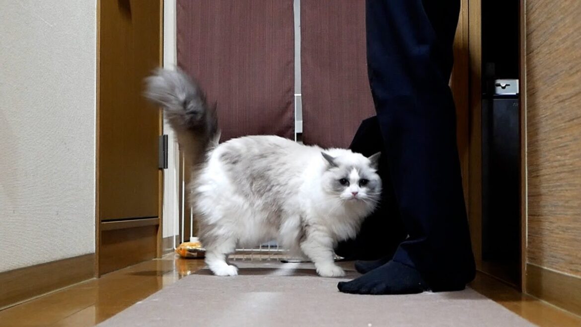 ラグドールと暮らしている猫大好きおじさん、今日も無事に帰宅しました。 ラグドールと暮らしている猫大好きおじさん、今日も無事に帰宅しました。